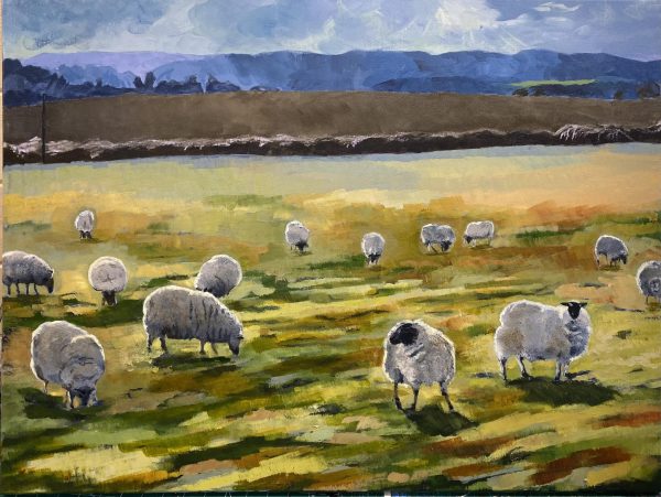 sheep_backlit