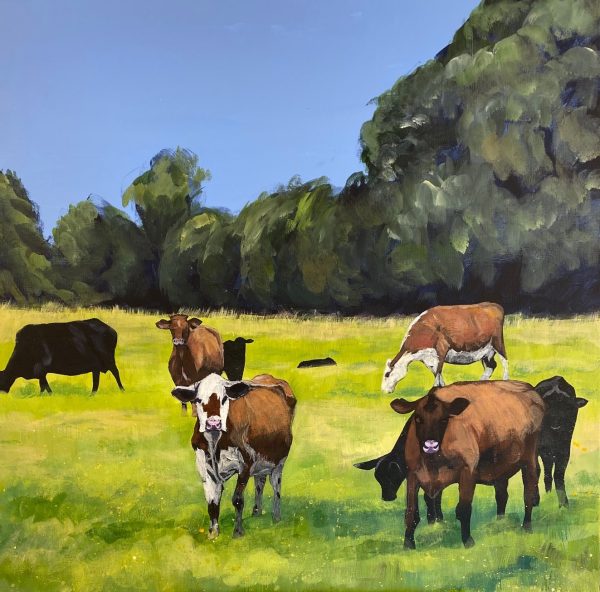 Cows grazing