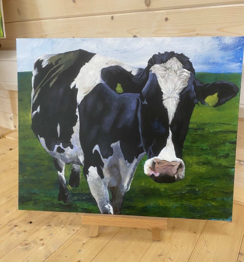 a black and white cow walking close up to the viewer